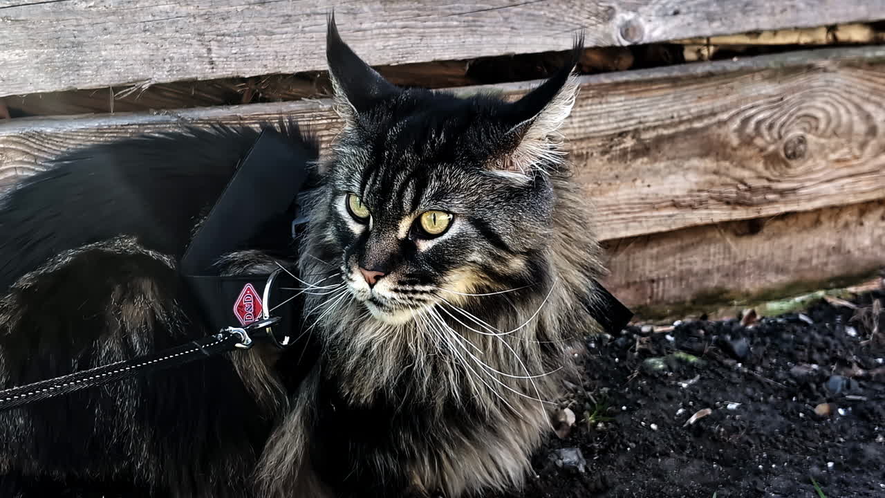 Majestic long-haired maine coon cat on a leash resting outdoors against rustic wooden boards