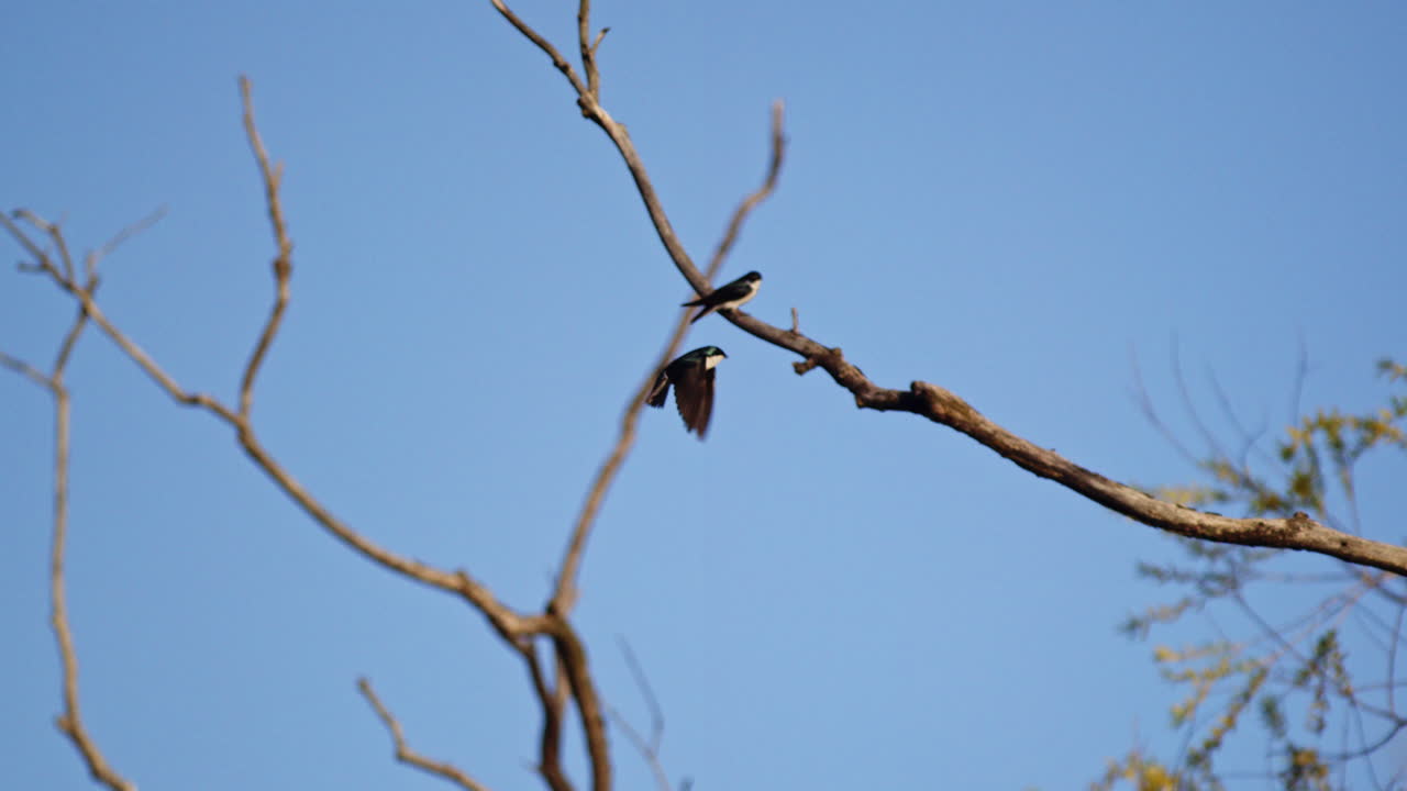 Cinematic slow-mo exposes the complex beauty of purple martin courtship.