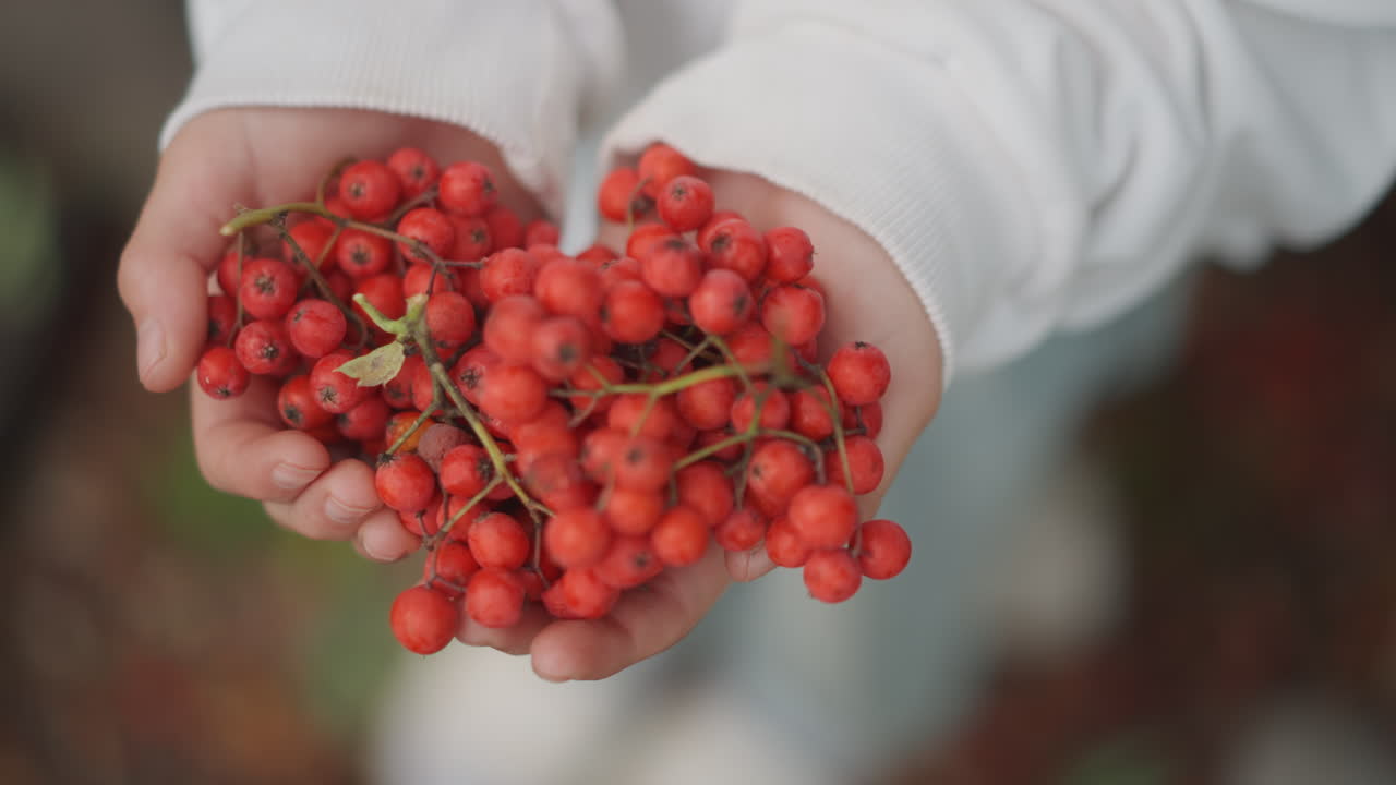 Mani a coppa che offrono bacche rosse di sorbo all'aperto, primo piano di palmi con maglione che presentano un grappolo abbondante con bokeh caldo, atmosfera di mercato e raccolta, colore stagionale e gesto spontaneo.