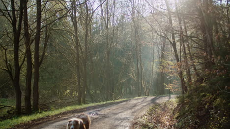 Australischer-Schäferhund,-Der-Mitten-In-Einem-Wunderschönen-Sonnigen-Wald-Einen-Pfad-Entlang-Läuft