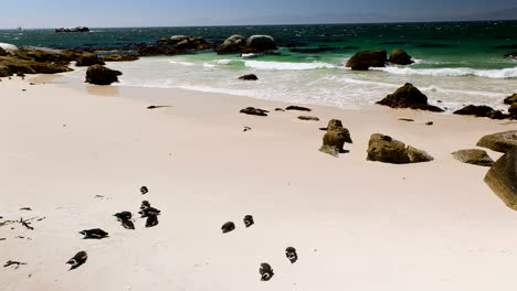 group of jackass penguins laying on bellies on white sand boulders beach