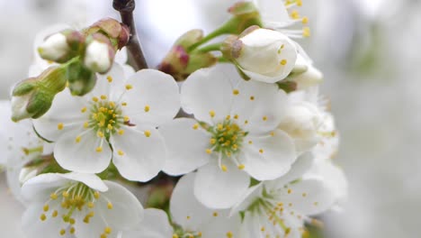 Süßkirschblüten-Im-Frühling.-Weiße-Kirschblüten