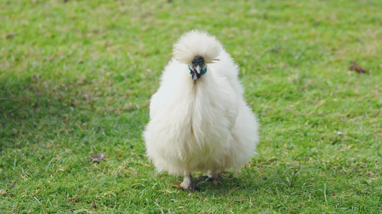 A white silkie hen scratching and foraging on the green grass of a backyard, white a black australorp walks past behind her