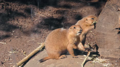 two black-tailed prairie dogs, eating bark from a branch, sunny, summer day - cynomys ludovicianus - static shot