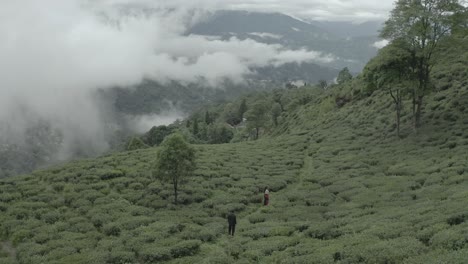 the green tea plantation on the foggy morning the mountains of darjeeling, established aerial shot