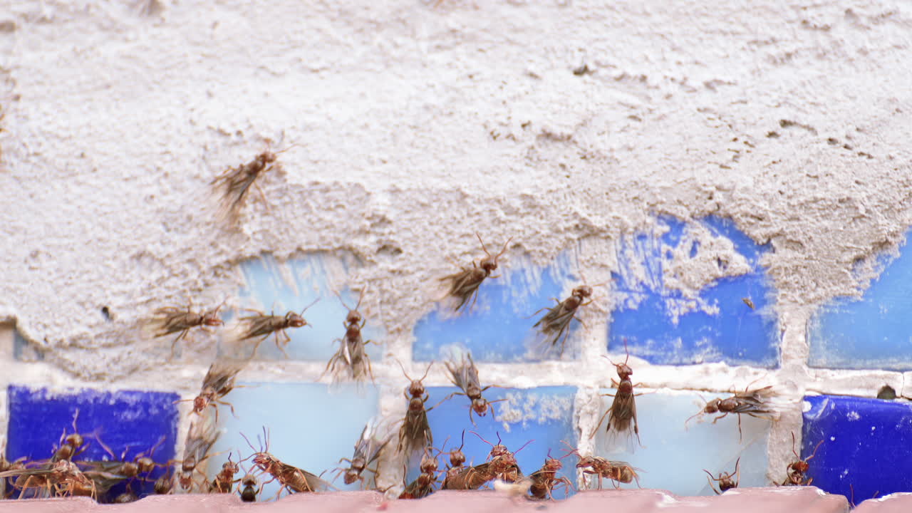 Close up of a swarm of flying ants climbing on a wall