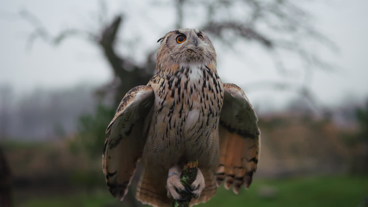 орлиная сова, сидящая на ветке