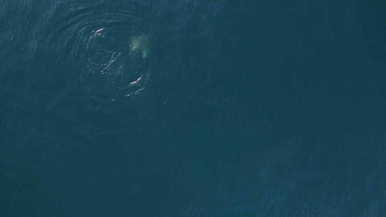 큰 바다거북이 숨을 쉬기 위해 수면 위로 올라와 푸른 바다 깊은 곳에서 헤엄치고 있다
