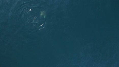 una gran tortuga marina nada profundamente bajo el océano azul después de salir a la superficie para respirar