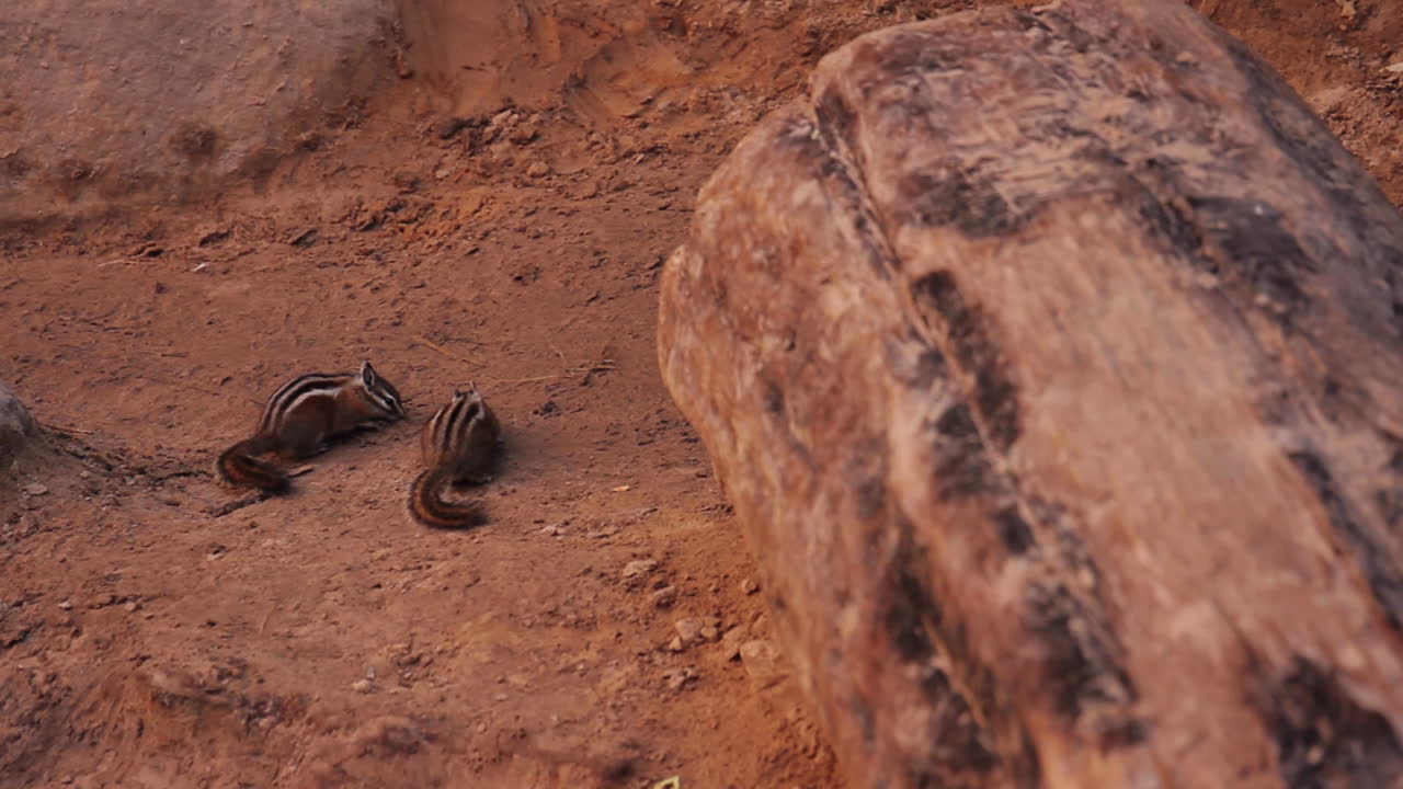 las ardillas se escabullen en el parque nacional de zion