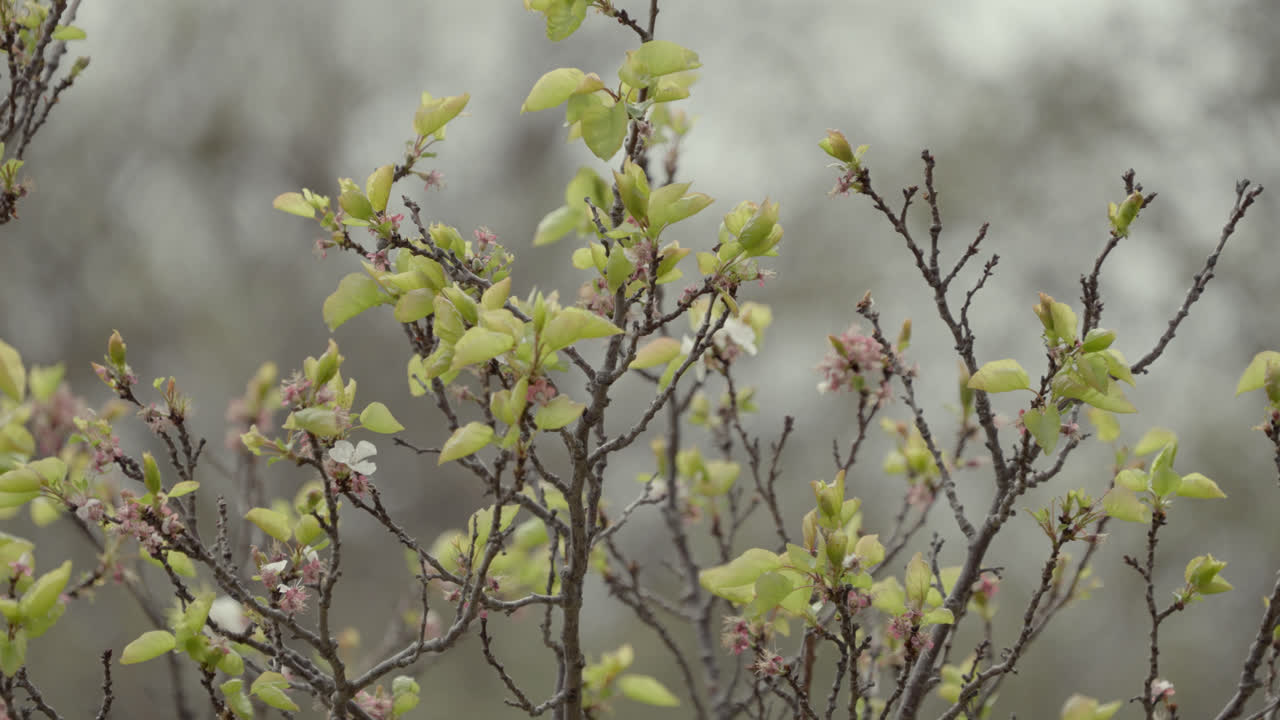 Small bird taking of from a tree in spring