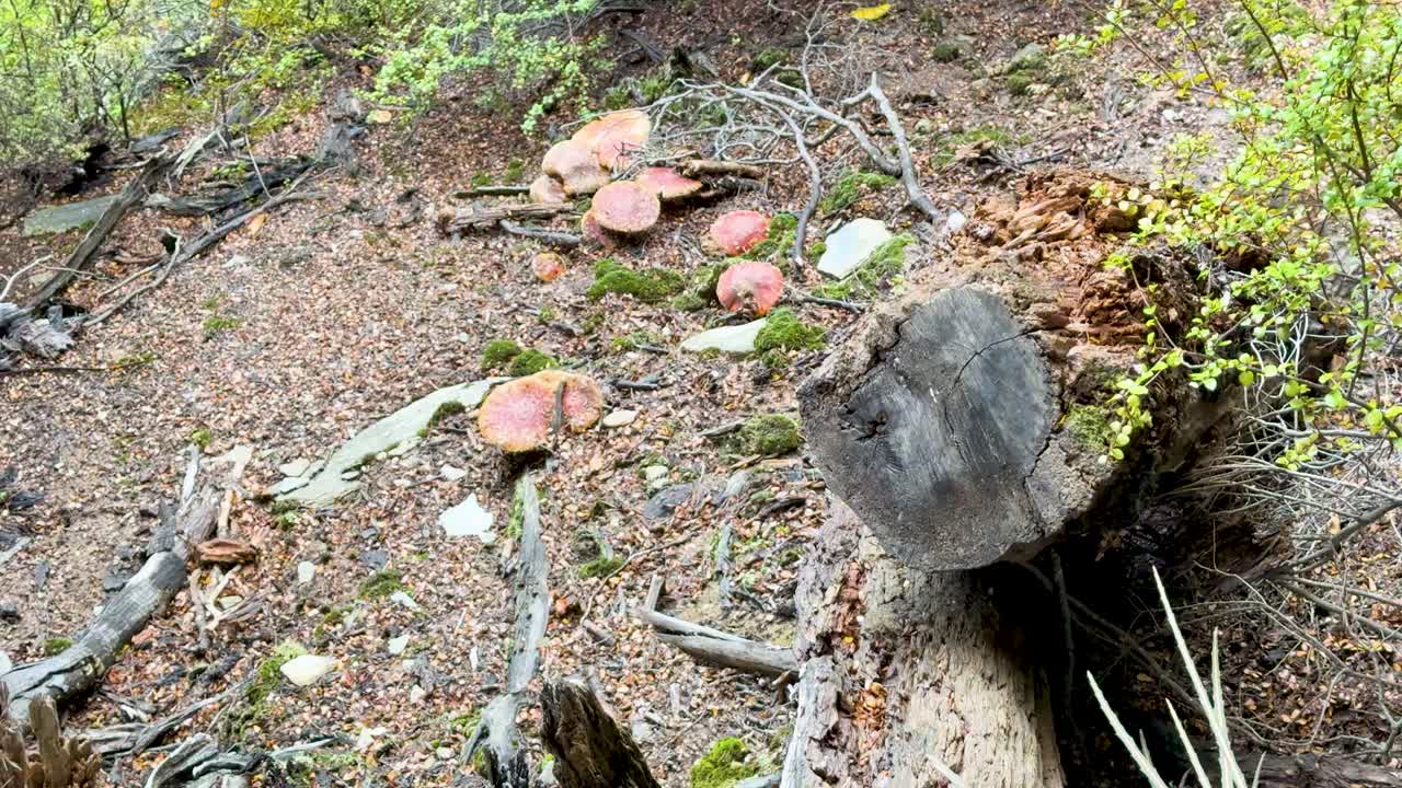 Camera slowly pans across mossy log, mushrooms, and forest floor in soft natural daylight