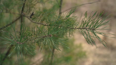 close-up van een pijnboomtak 2