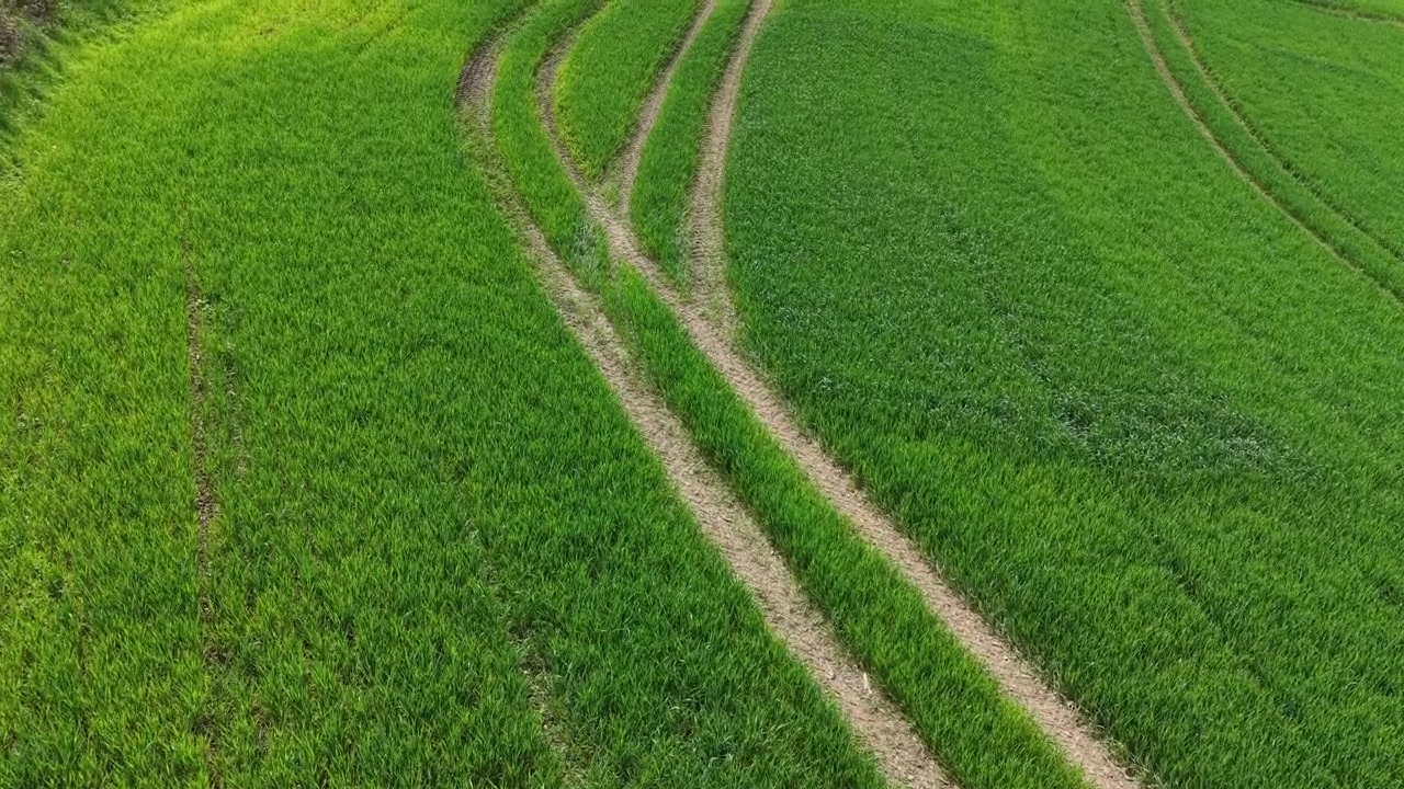 Vista aérea de um campo agrícola verde exuberante com marcas curvas de pneus de trator durante a primavera.