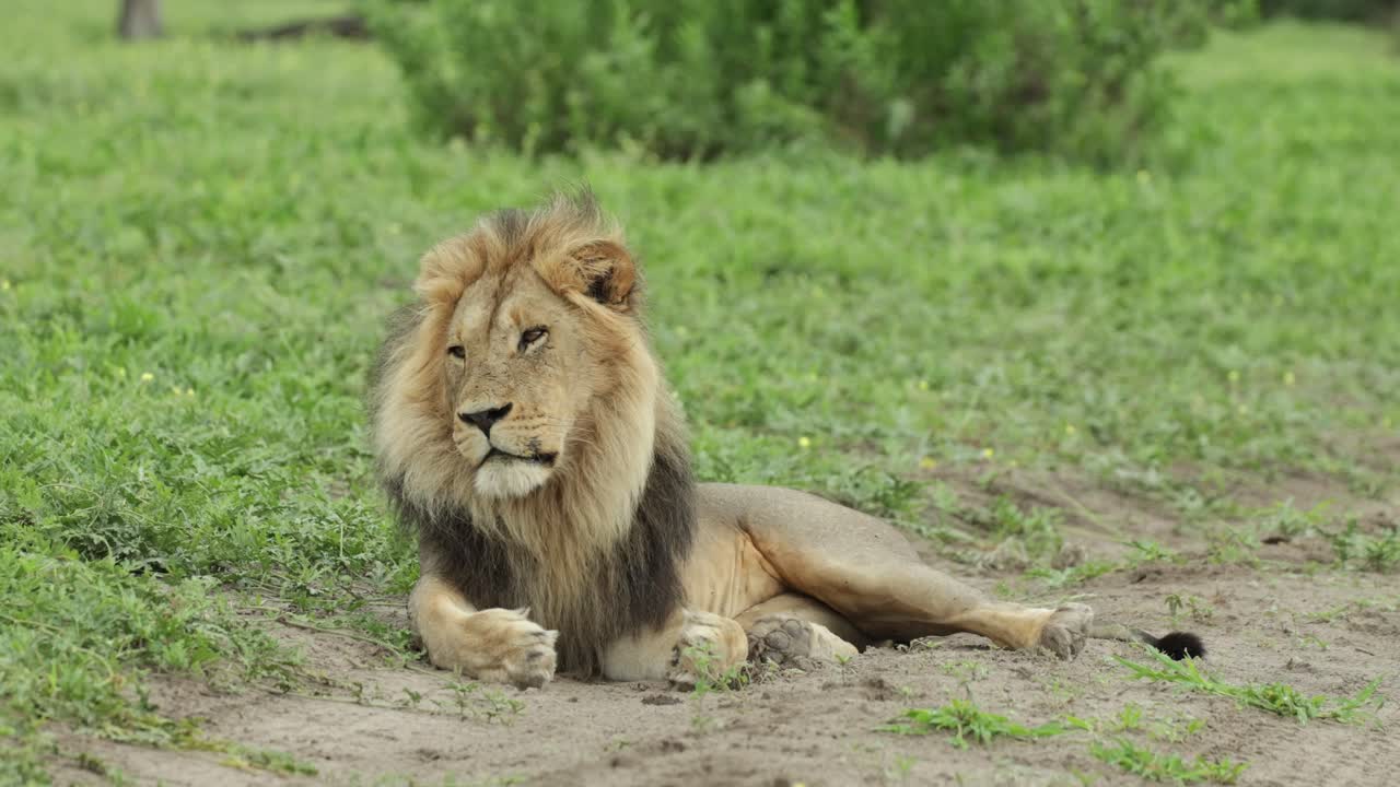 Wide shot of a majestic male lion lying in the green grass while looking into the distance with sleepy eyes, Savuti Botswana