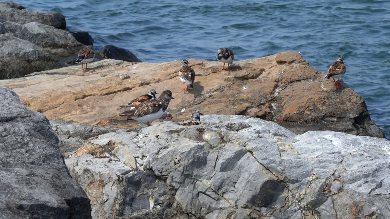 Ruddy Turnstone shore birds running around on the rocks with the waves in the background