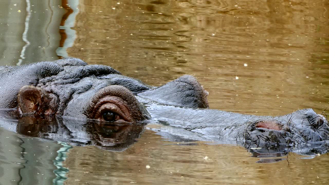 히포포타무스 암피비우스 (hippopotamus amphibius) 의 머리의 클로즈업.
