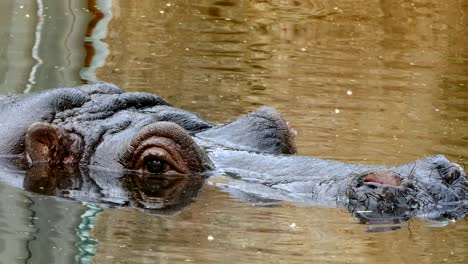 close-up of head a hippo. (hippopotamus amphibius).