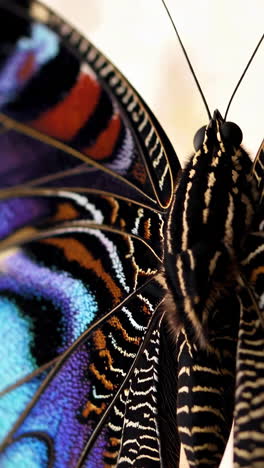 close-up view of a butterfly's wings