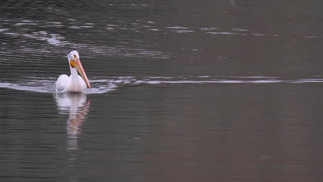 White-Pelican-swims-on-side-of-frame-with-river-water-background