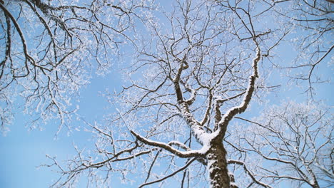 snow covered trees in woods, low angle rotating shot