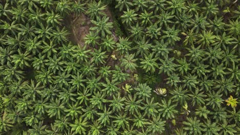 top down aerial view of a large palm oil plantation in central america