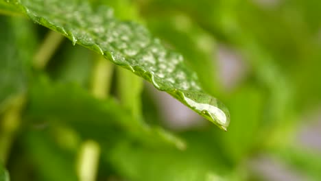 Close-up-of-water-drop-falling-from-green-leaf