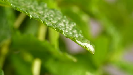 close up of water drop falling from green leaf