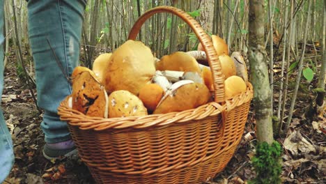 autumn mushrooms in the forest sunlight in the forest