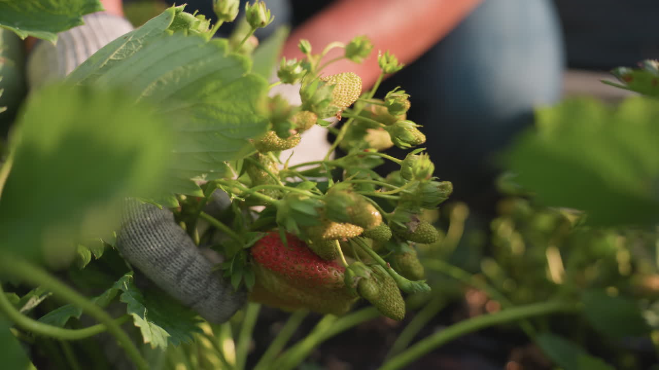 Close up of farmer squatting weeding strawberry plantation while carefully holding strawberry cluster and removing weeds from soil covered with dew in sunlit garden bed