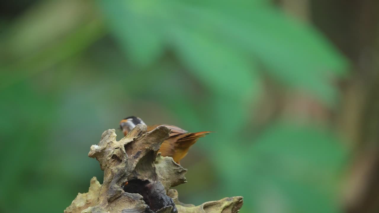 el pájaro balbuceador de tapa negra de java estaba caminando en una rama seca