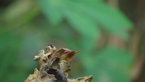 el pájaro balbuceador de tapa negra de java estaba caminando en una rama seca