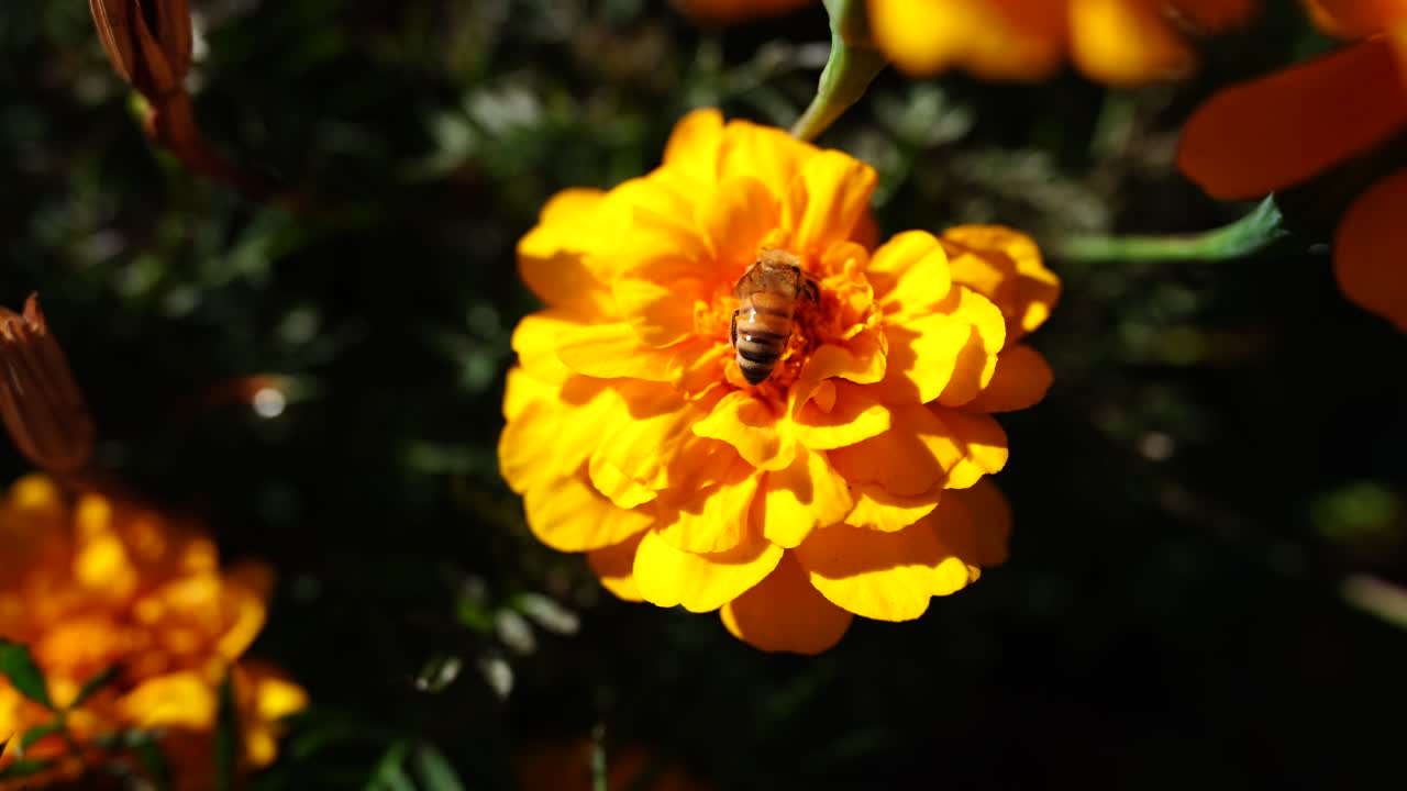 Ape che raccoglie nettare su un brillante fiore di calendula arancione con sfondo di fogliame verde in un giardino.