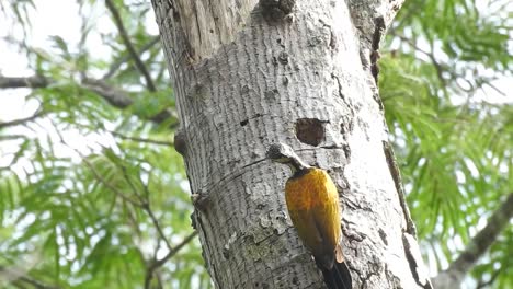el pájaro pájaro o dinopium javanense fue visto en su nido hecho de un agujero en el árbol, luego entró en el nido