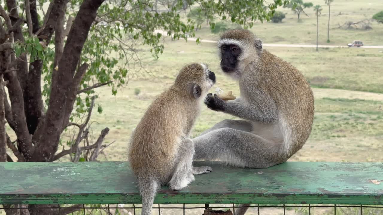 タンザニアのタランギーレ国立公園で、観光客から盗んだ食べ物を持ったベルベットモンキー（クロロケブス・ピゲリトルス）。