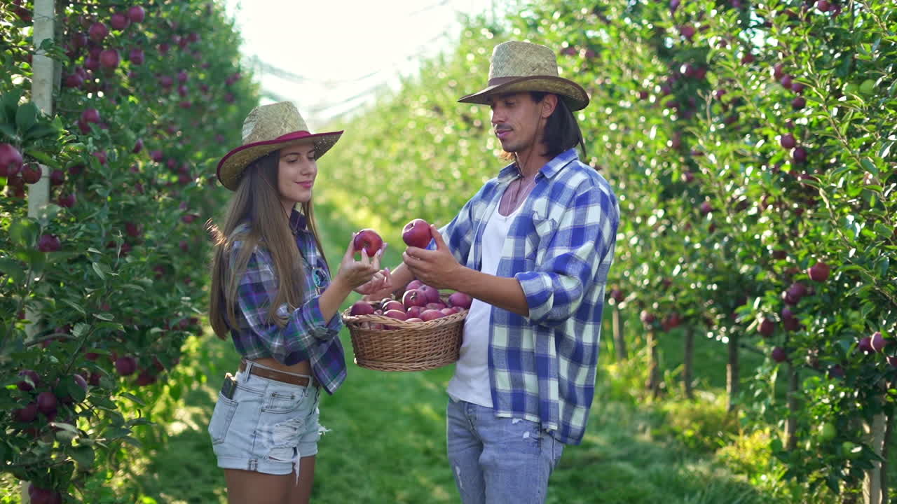 Couple Harvesting Apples in an Orchard