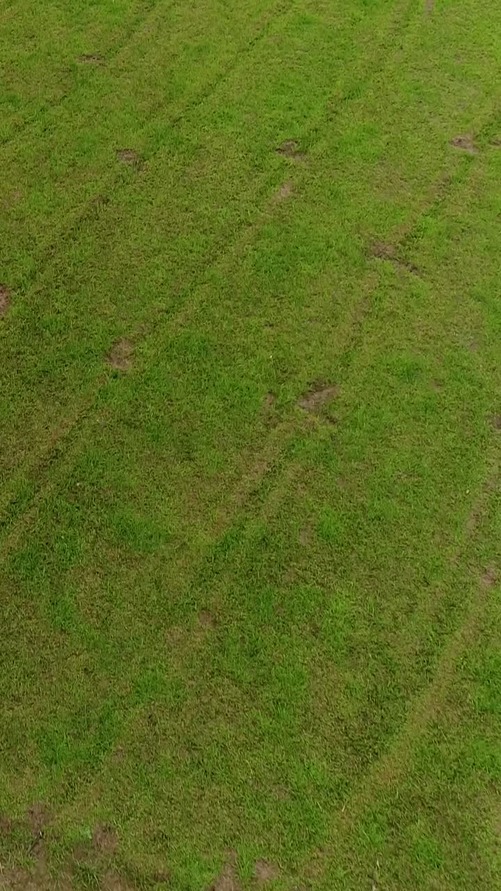 vista aérea de un rebaño de ovejas pastando en un campo verde
