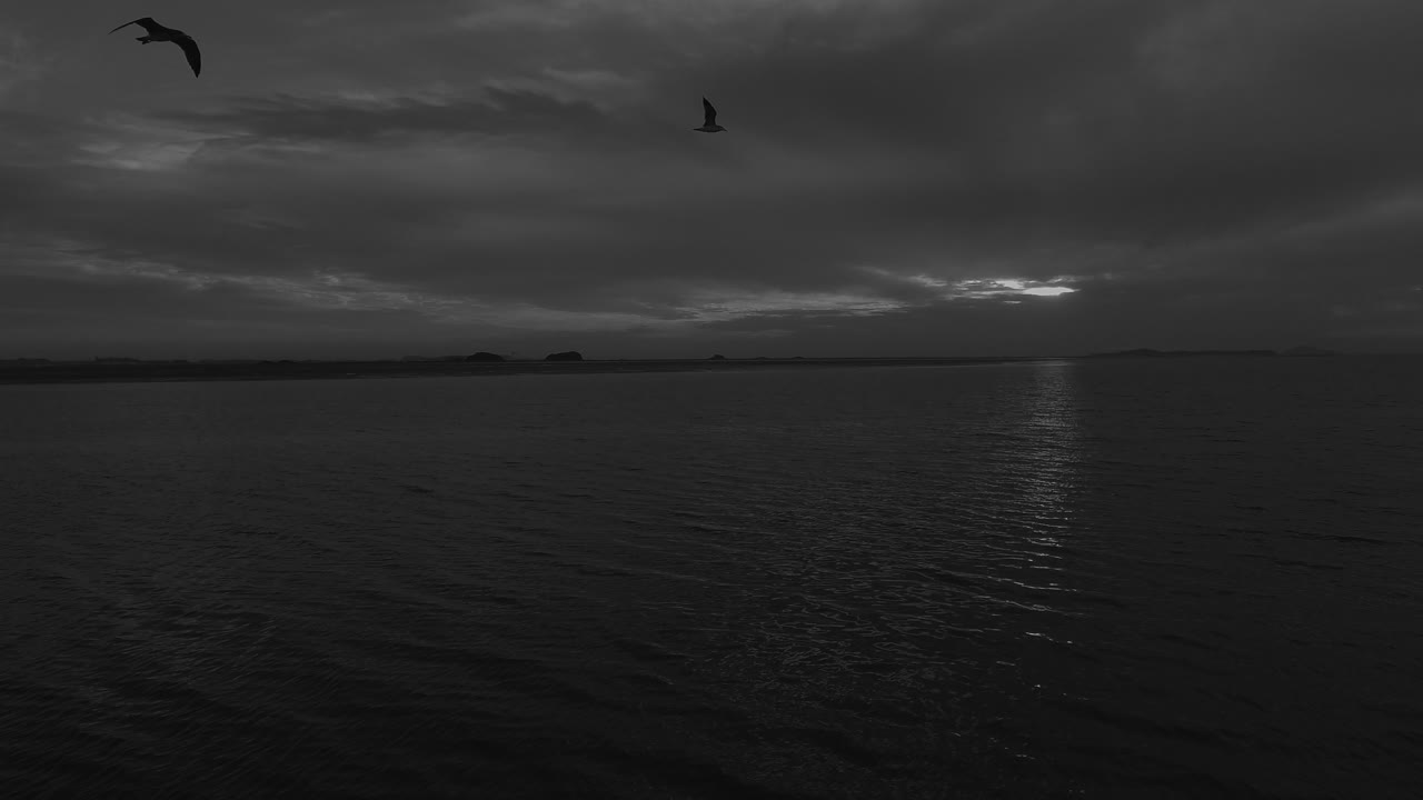 Birds flying in the low tides, drone follow