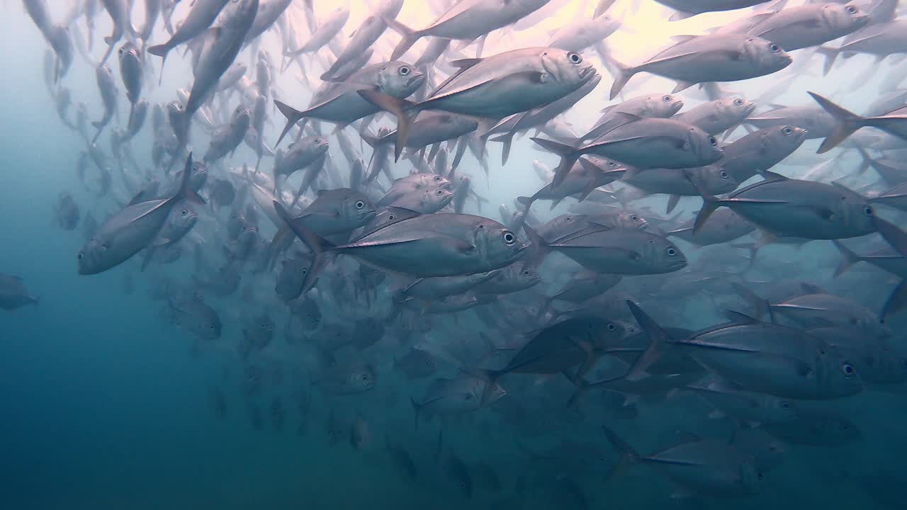 Scuba Diver's POV Watching A Large Group Of Bigeye Trevally Swimming  In The Ocean. - underwater