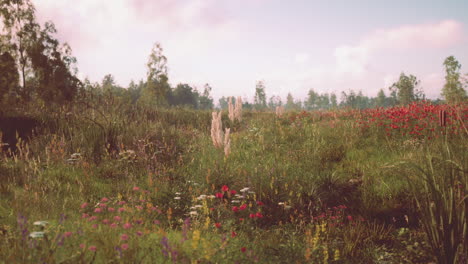 vibrant wildflower field in early morning light with lush greenery