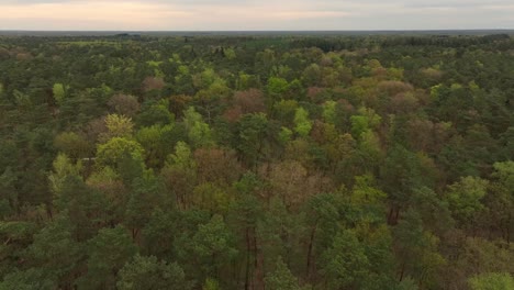 Veluwe,-forest-rich-ridge,-Gelderland-province,-Netherlands,-aerial