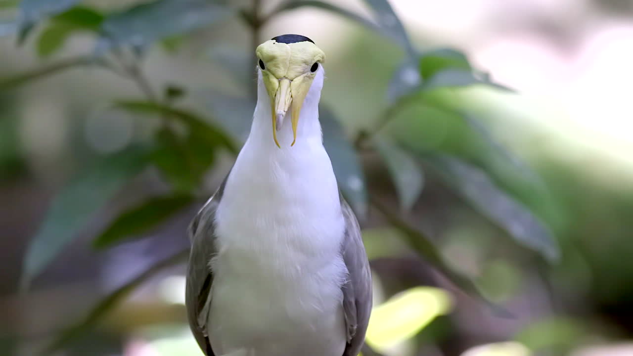 Un bellissimo uccello Vanello mascherato dal volto giallo, appollaiato e rilassato - Primo piano