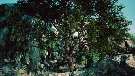 Blick-Auf-Einen-Einsamen-Baum-An-Einer-Felsigen-Klippe