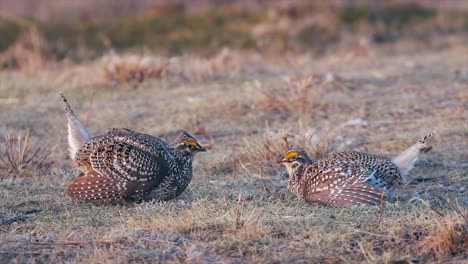 male sharptail grouse face off on breezy prairie morning, yellow comb