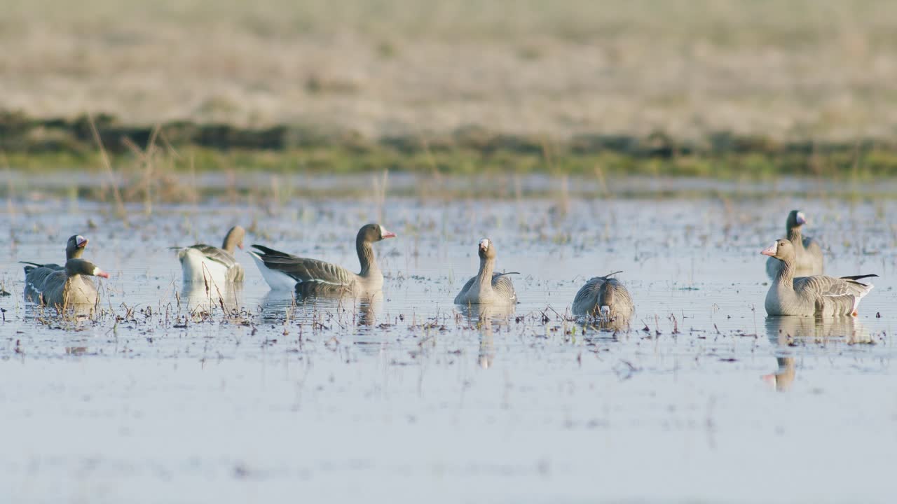 White-fronted geese resting in flooded meadow during spring migration sunny day