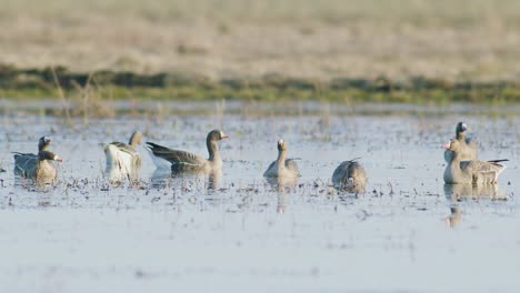 white-fronted geese resting in flooded meadow during spring migration sunny day