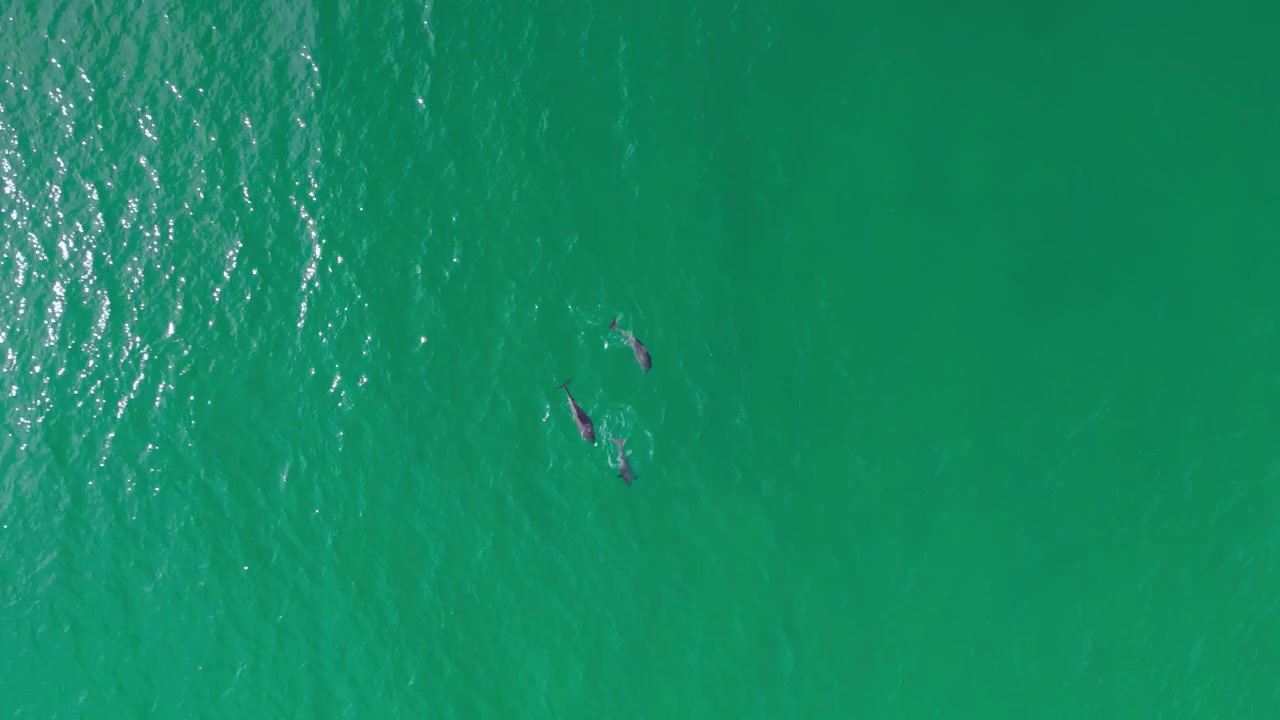 Riprese aeree dall'alto di tre delfini che nuotano in acque limpide e turchesi.