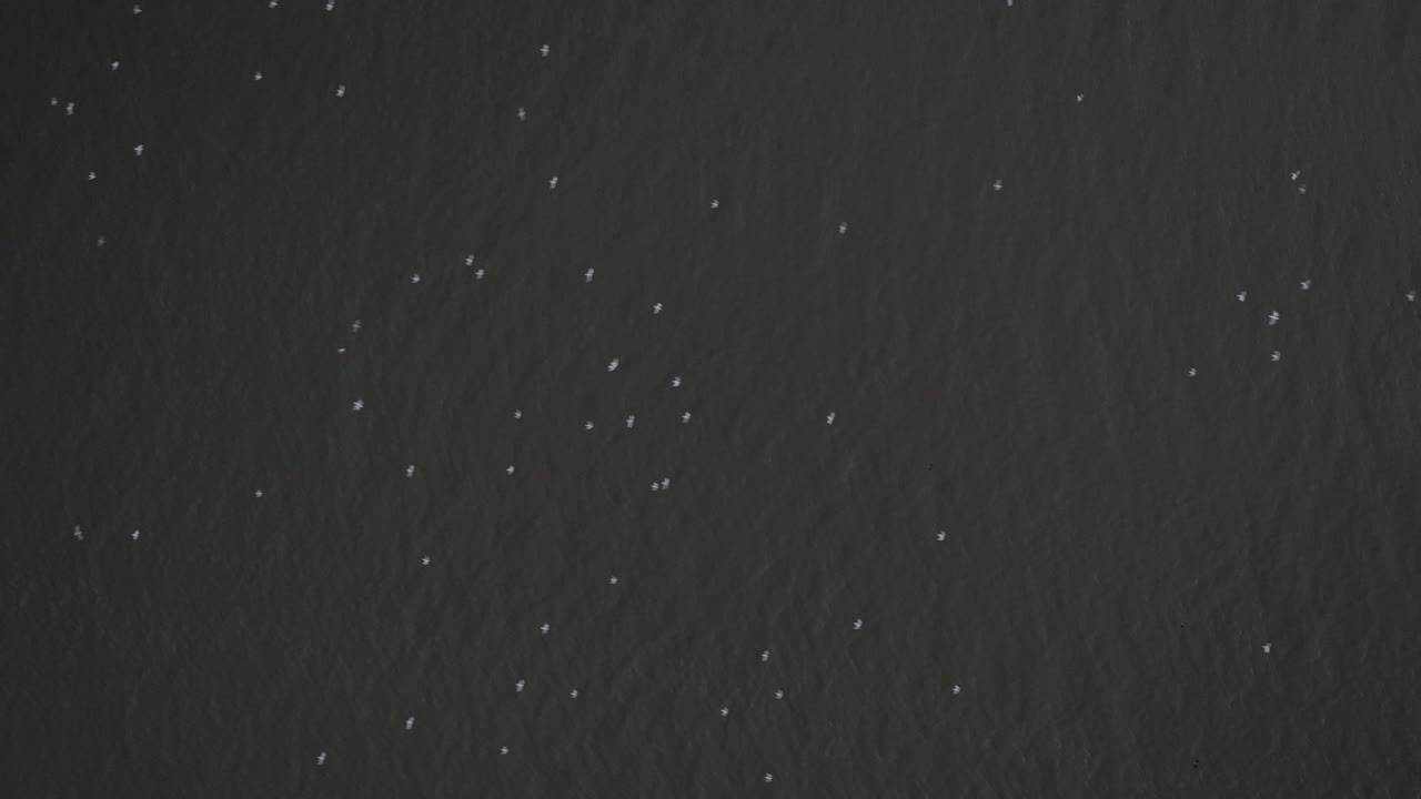 Birds Eye View Sea Gulls Flying Water Overhead Isolated Copy Space