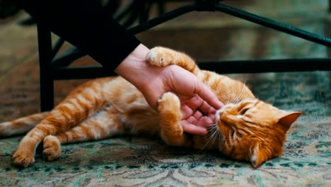 woman stroking a red cat lying on the carpet