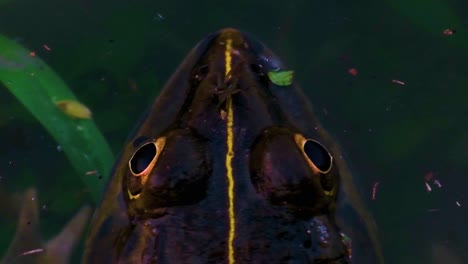 Overhead-Extreme-close-up-of-a-spider-on-brown-frog's-head-in-water